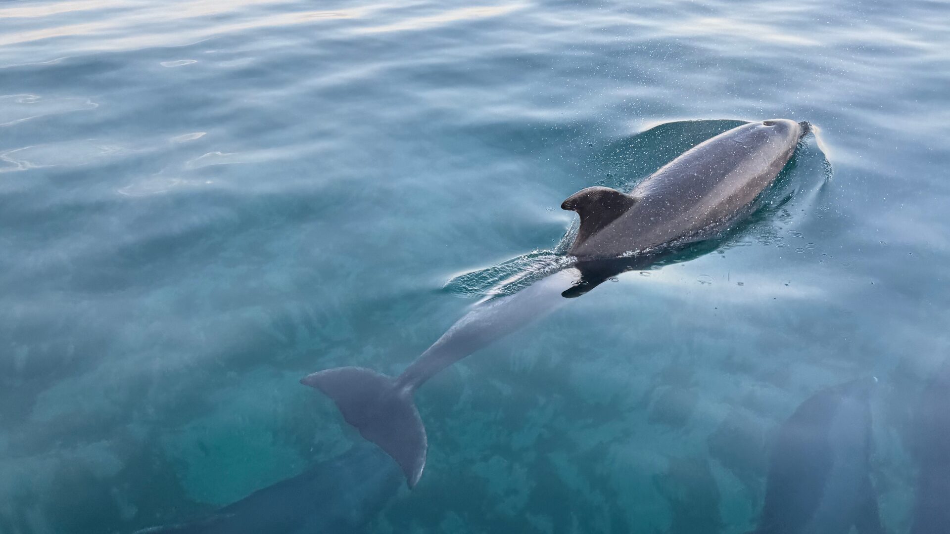 BBNJ Agreement: A Groundbreaking Milestone for Ocean Conservation