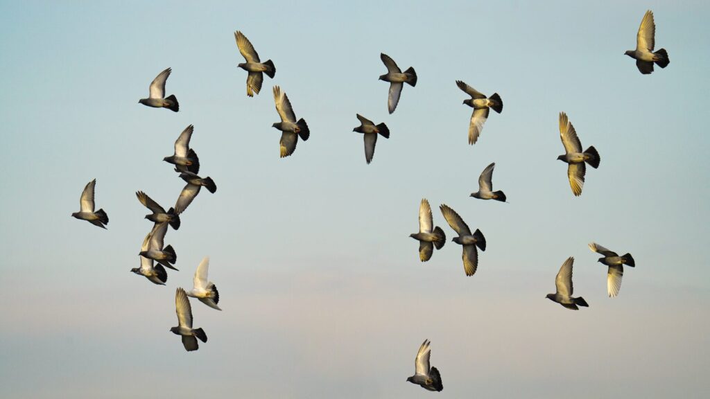 Campo Legal | 16 – 31 outubro