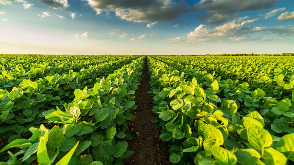 Campo Legal | 1 – 15 dezembro