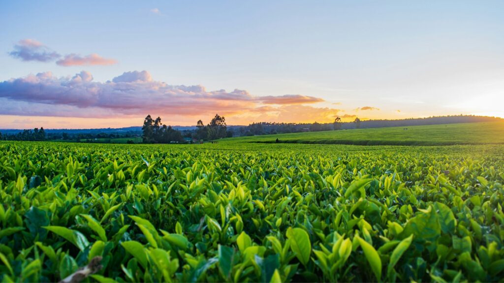 Campo Legal | 16 – 31 dezembro