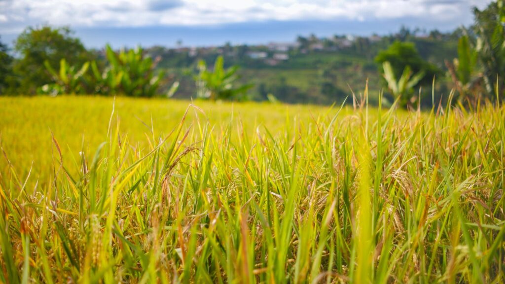 Campo Legal | 1 – 15 janeiro