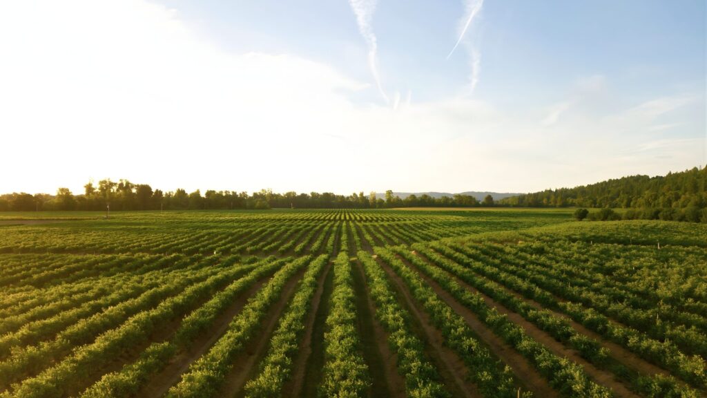 Abreu Advogados promove debate sobre agrovoltaica com especialistas da energia e da agricultura