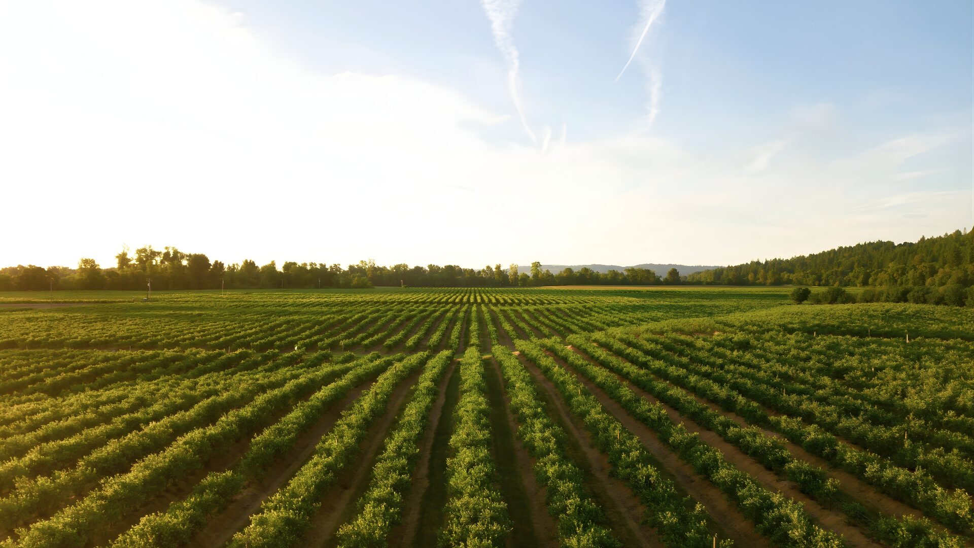 Abreu Advogados promotes debate on agrivoltaics with energy and agriculture experts