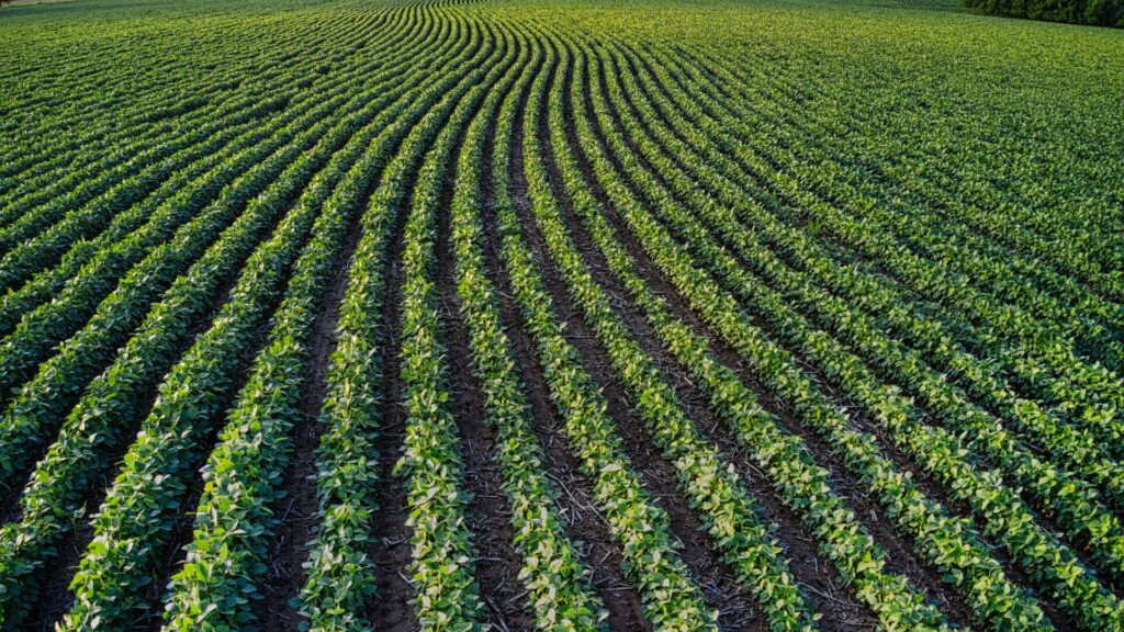 Campo Legal | 16 – 31 janeiro