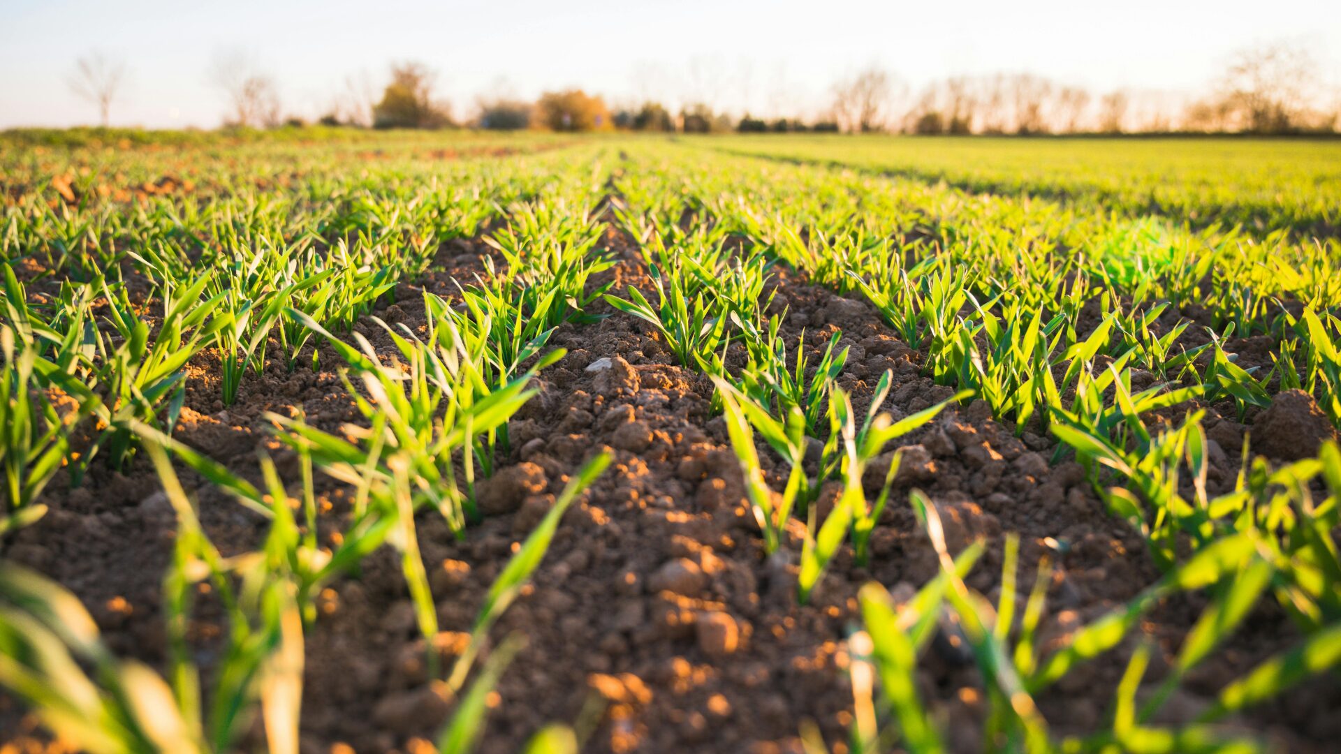 Fertilisers Action Plan: European Commission prepares strategic shift towards more resilient and sustainable agriculture